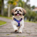 Peitoral Cachorro com Guia Regulável