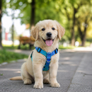 Peitoral Cachorro com Guia Regulável